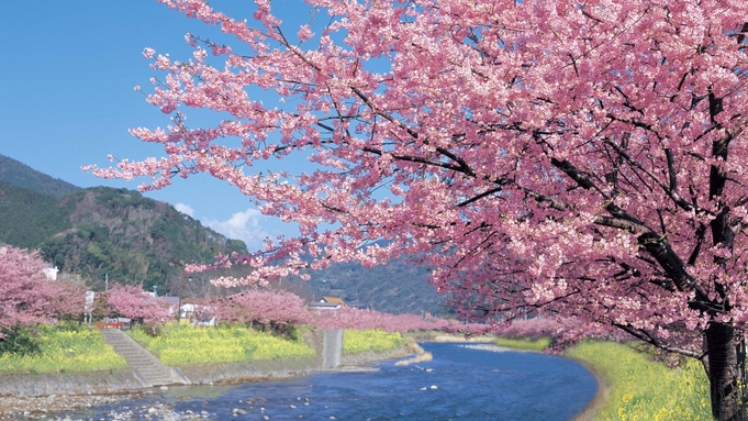  【河津桜祭り】 お花見貸切温泉が好評！人気の金目鯛姿煮付伊豆料理プラン！